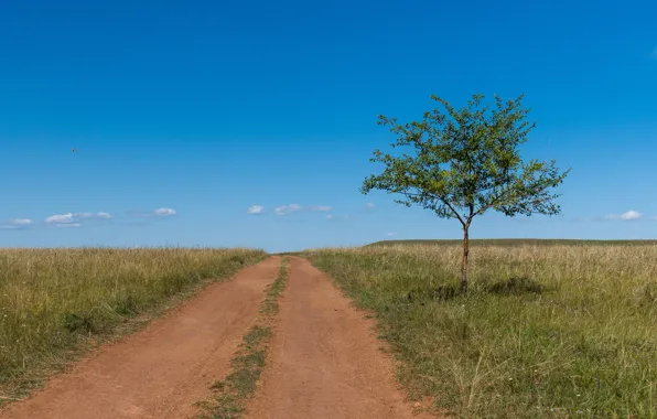 Дорога, степь, дерево, Лето, Хакасия