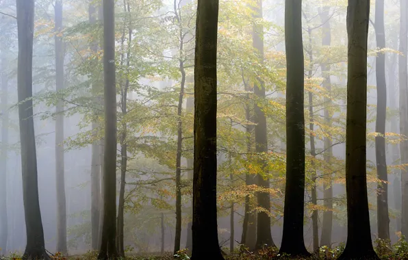 Осень, деревья, туман