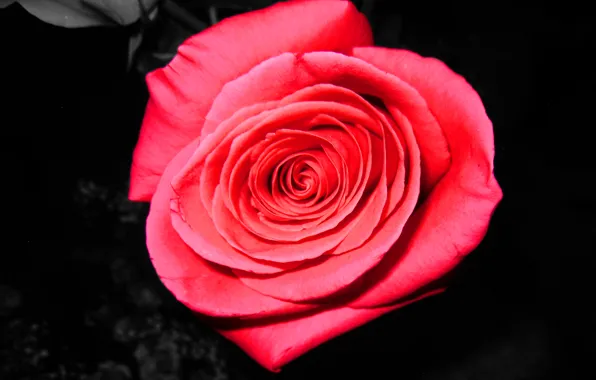 Цветы, розовый, роза, rose, flower, pink, красивый, beautiful