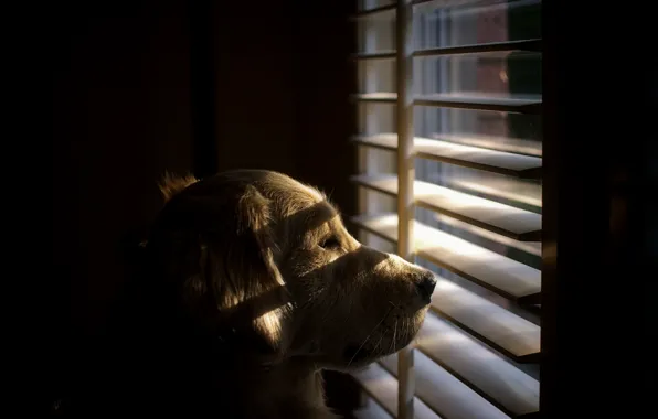 Картинка взгляд, друг, собака, окно