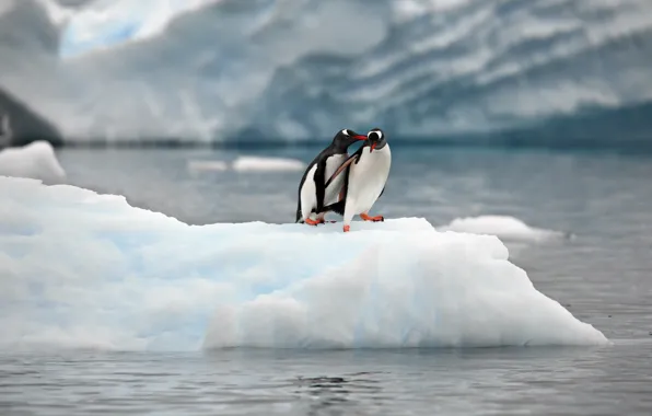 Картинка природа, океан, пингвины, льды, льдина, парочка, Александр Перов