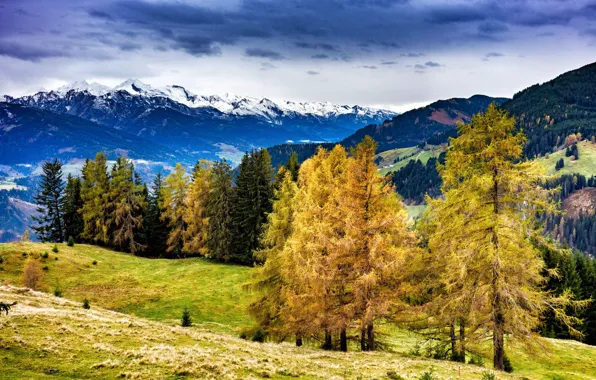 Осень, деревья, горы, Австрия, ноябрь