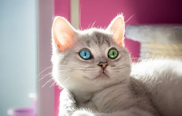 Кошка, кот, взгляд, свет, котенок, серый, фон, розовый