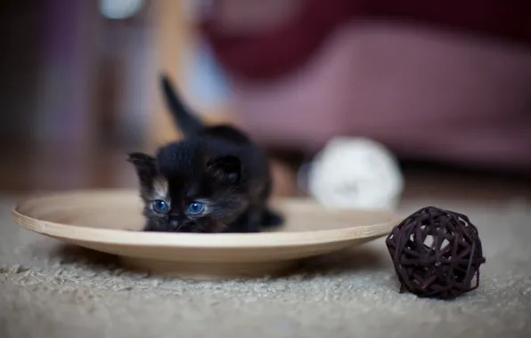 Клубок, чёрный, малыш, тарелка, котёнок