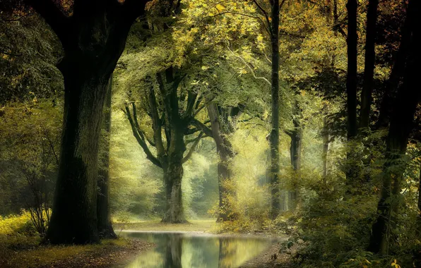 Осень, лес, природа