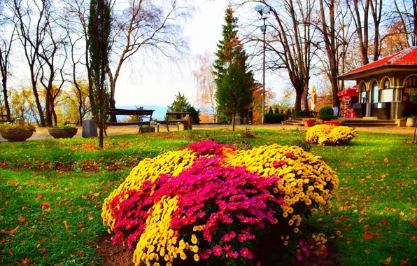 Роза, Осень, Утро, Цветочки, Парк, Nature, Flowers, Park