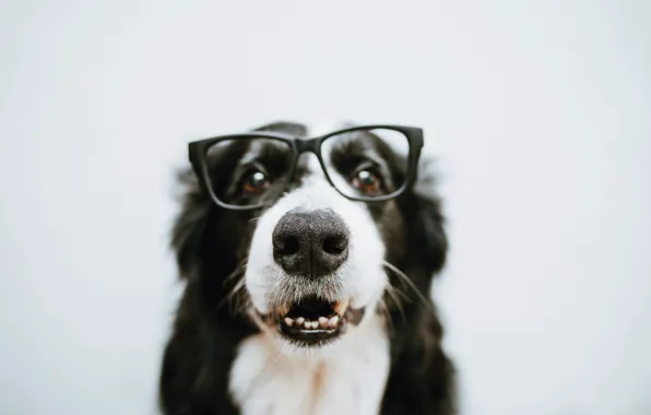Картинка собака, шерсть, очки
