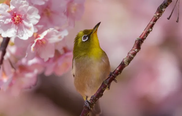 Цветы, вишня, птица, ветка, весна, сакура, белоглазка, белый глаз
