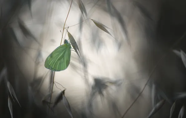 Картинка бабочка, растение, размытие, butterfly, blur, plant