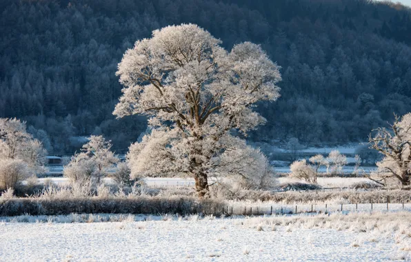 Картинка зима, иней, лес, снег, деревья, дерево, ограда, склон