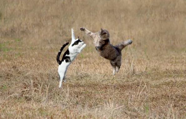 Картинка кошка, трава, кот, прыжок