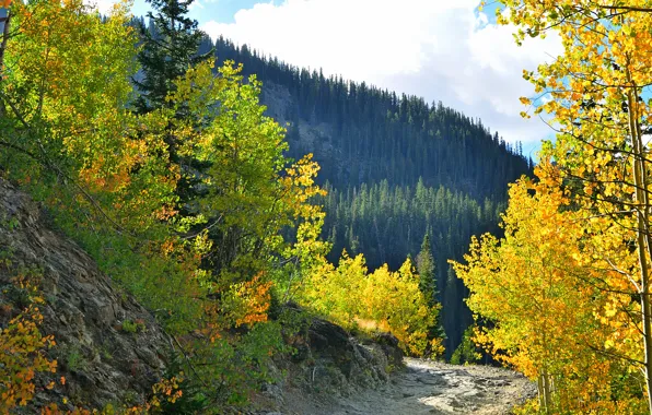 Картинка осень, лес, небо, горы