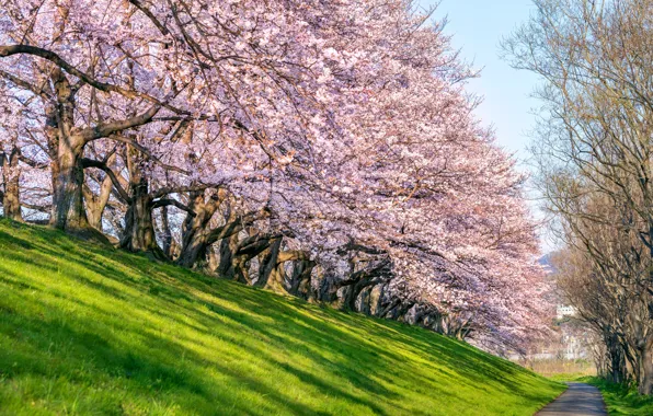Картинка вишня, парк, весна, Япония, сакура, Japan, цветение, landscape