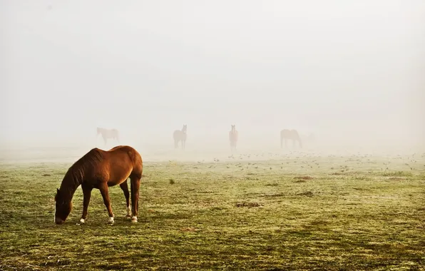 Картинка поле, туман, кони, красота