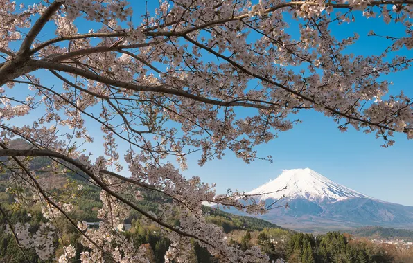 Картинка ветки, вишня, дерево, гора, вулкан, Япония, сакура, Фудзи