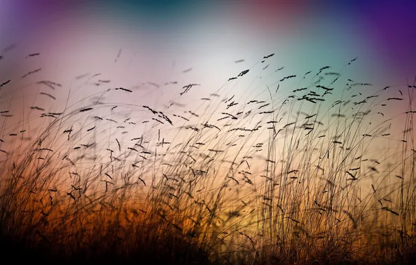Картинка трава, макро, природа