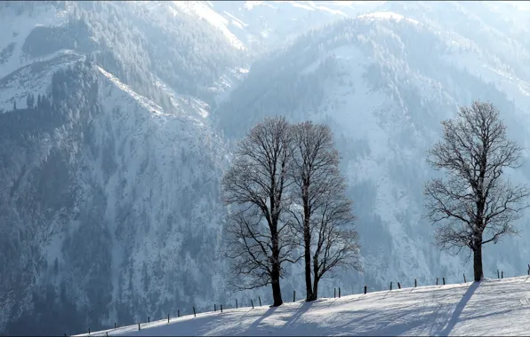 Зима, деревья, пейзаж, горы, забор
