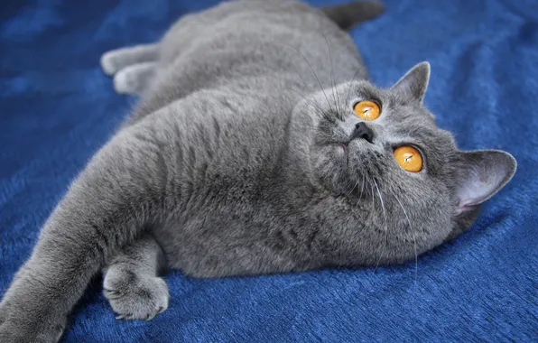 Кошка, кот, взгляд, поза, серый, лежит, мордашка, синий фон