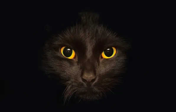 Кошка, глаза, кот, фон, черный, темный, черное, черная
