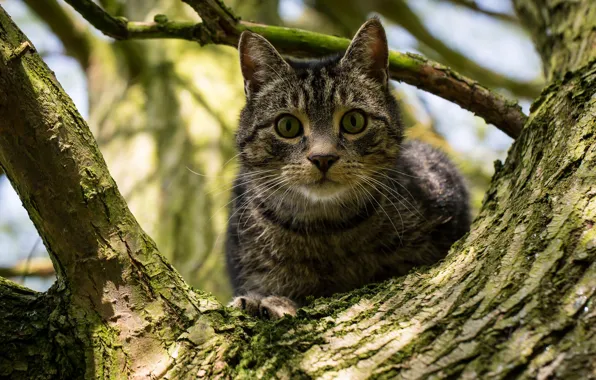 Кошка, кот, взгляд, дерево, на дереве