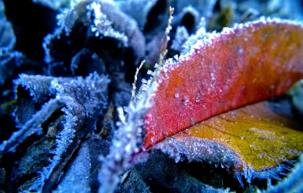 Autumn, leaves, frost, frosty