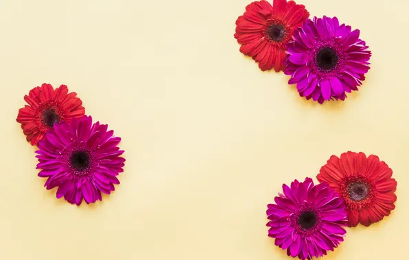 Цветы, весна, colorful, хризантемы, flowers, spring, bright