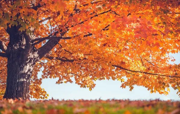 Картинка осень, листья, дерево