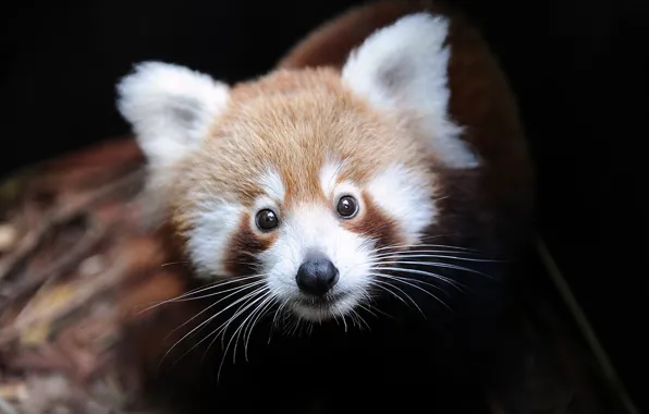 Firefox, малая панда, Ailurus fulgens