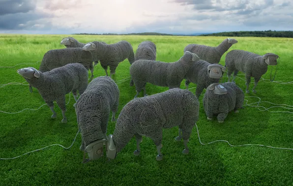 Провода, овцы, пастбище, телефоны