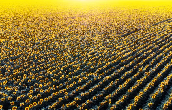 Yellow, plantation, sunflowers