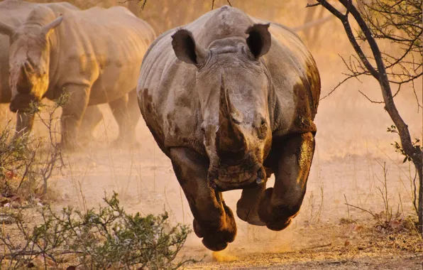Картинка africa, animal, rhinoceros, wild, pursuit
