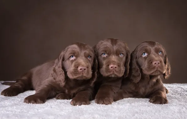 Картинка щенки, трио, шоколадный, спаниель