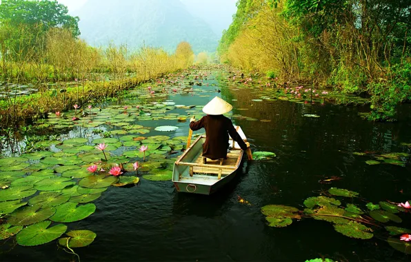 Листья, цветы, река, лодка, лотос, Vietnam