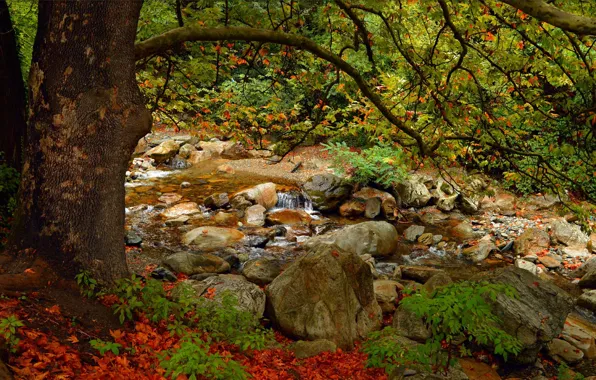 Картинка Дерево, Осень, Камни, Ручей, Fall, Листва, Tree, Autumn