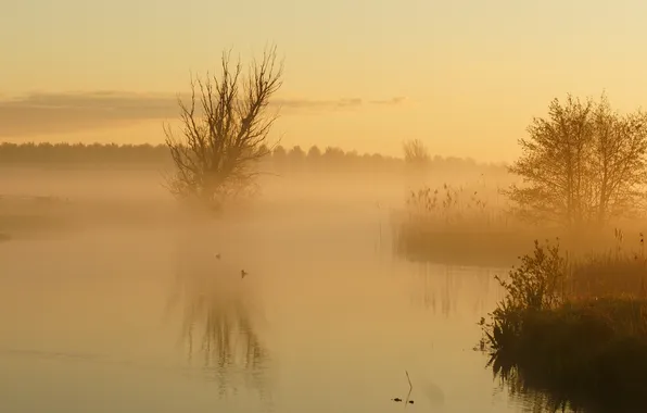 Картинка пейзаж, туман, озеро, утро