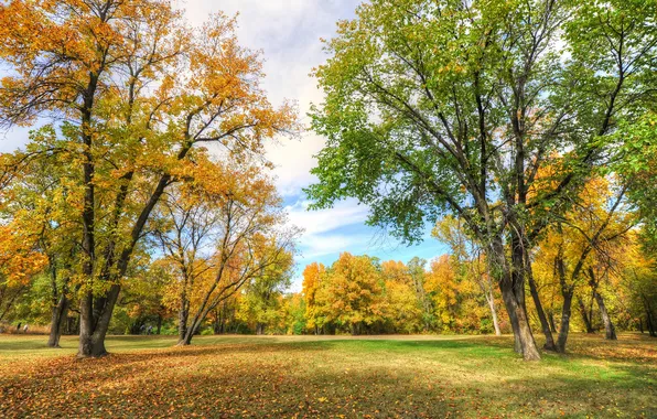 Картинка осень, небо, трава, листья, деревья, парк, люди