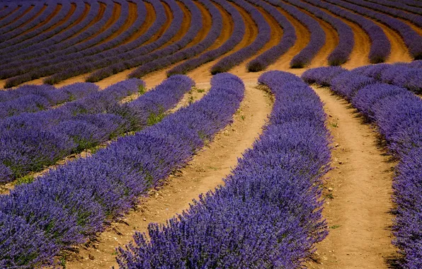 Картинка поле, природа, field, nature, лаванда, lavender