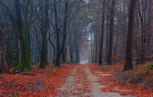 Дорога, осень, лес, листья, деревья, мох