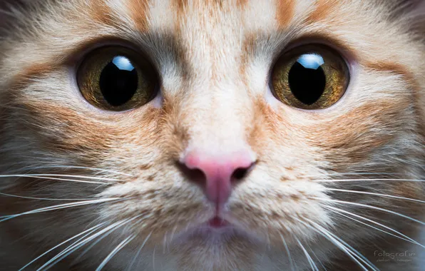 Картинка кошка, глаза, кот, усы, морда, нос, Stefan Häusler