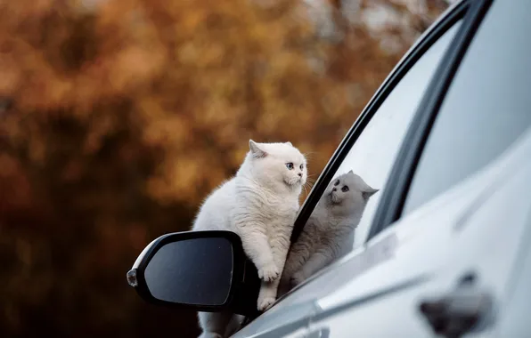 Машина, осень, кошка, белый, кот, взгляд, стекло, природа