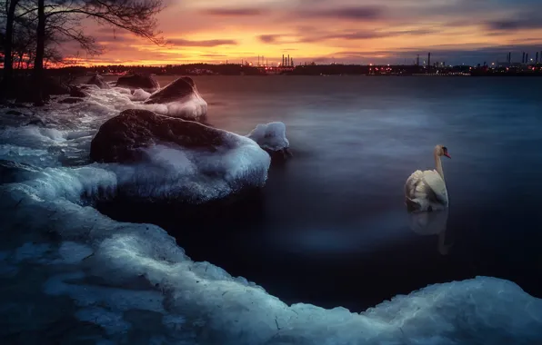 Картинка вода, город, берег, лёд, арт, лебедь, photoshop