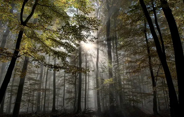 Картинка осень, лес, лучи, деревья, туман
