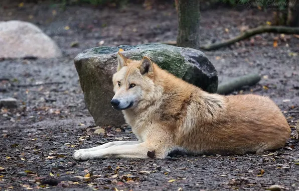 Nature, face, animal, wolf, wildlife, head, fur, mammal