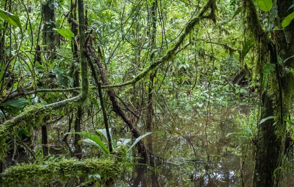 Заросли, мох, водоём, сельва, Коста-Рика, тропический дождевой лес
