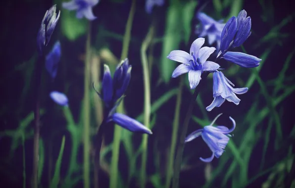 Цветы, Цветок, Растение, Растения, Flower, Flowers, Flora, Plants