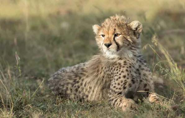 Трава, свет, портрет, малыш, мордочка, гепард, лежит, детёныш