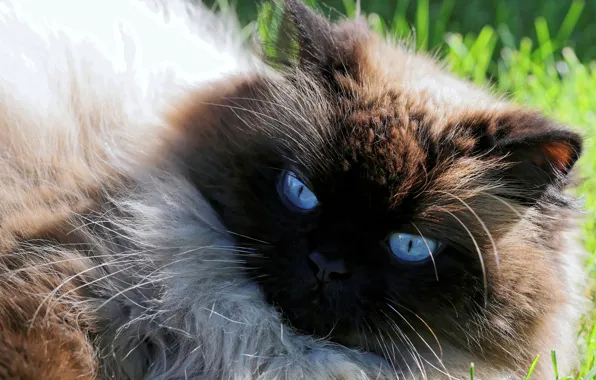 Кошка, глаза, шерсть