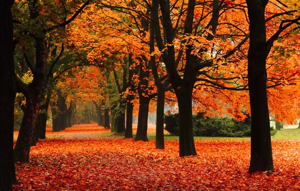 Осень, листья, деревья, природа, парк, листопад, trees, autumn