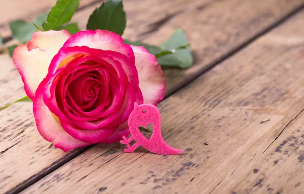 Картинка роза, лепестки, wood, pink, flowers, romantic, roses, розовая роза