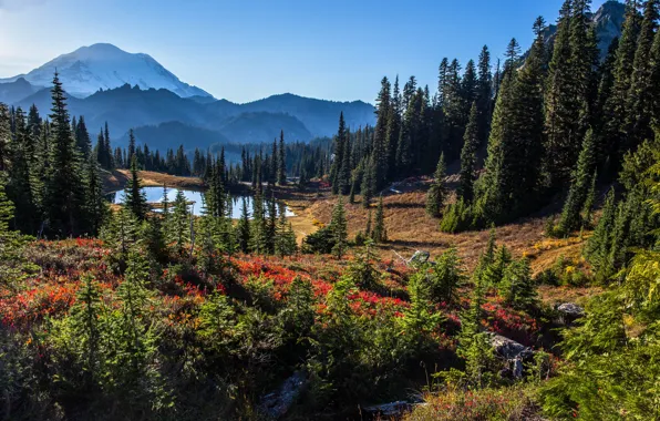 Картинка деревья, пейзаж, горы, природа, озеро, США, национальный парк, Mount Rainier